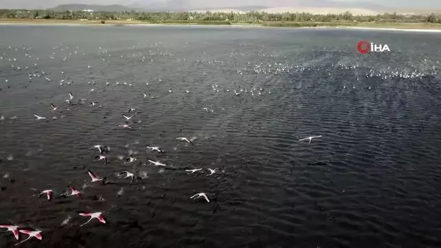 Van Gölü binlerce flamingoya ev sahipliği yapıyor