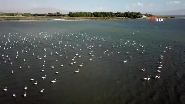 Van Gölü binlerce flamingoya ev sahipliği yapıyor