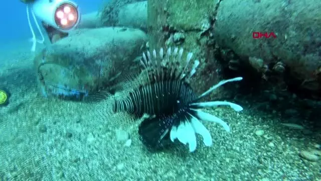 Antalya ayağına düşen 'aslan balığı' öldürüyordu