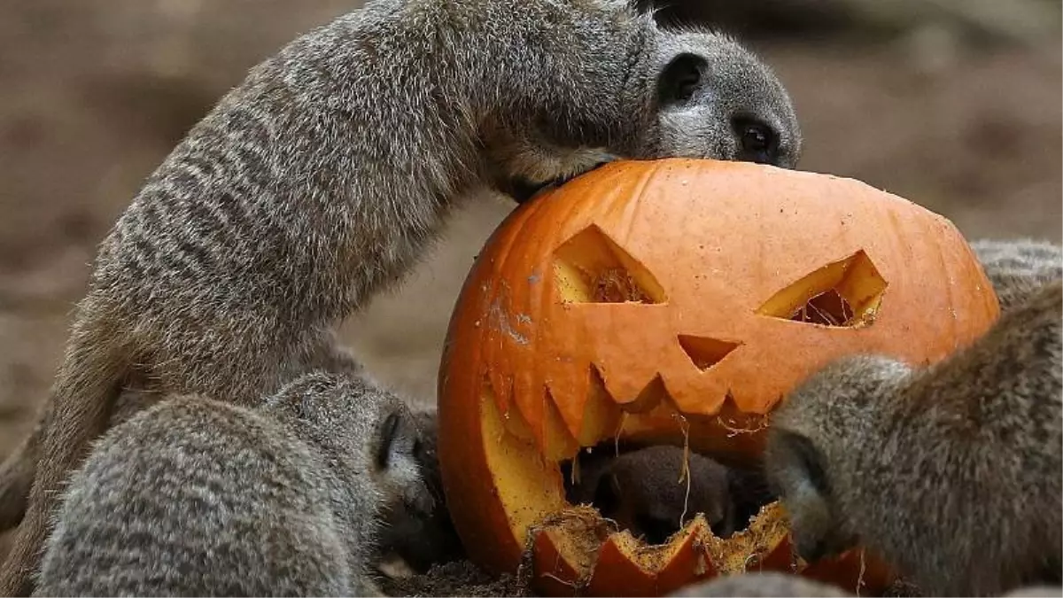 Cadılar Bayramı nedir? Kökleri nereye uzanıyor?