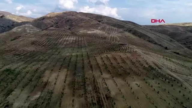 Sivas türkiye'nin 5'inci büyük ceviz bahçesi sivas'ta Sivas türkiye'nin 5'inci büyük ceviz bahçesi sivas'ta