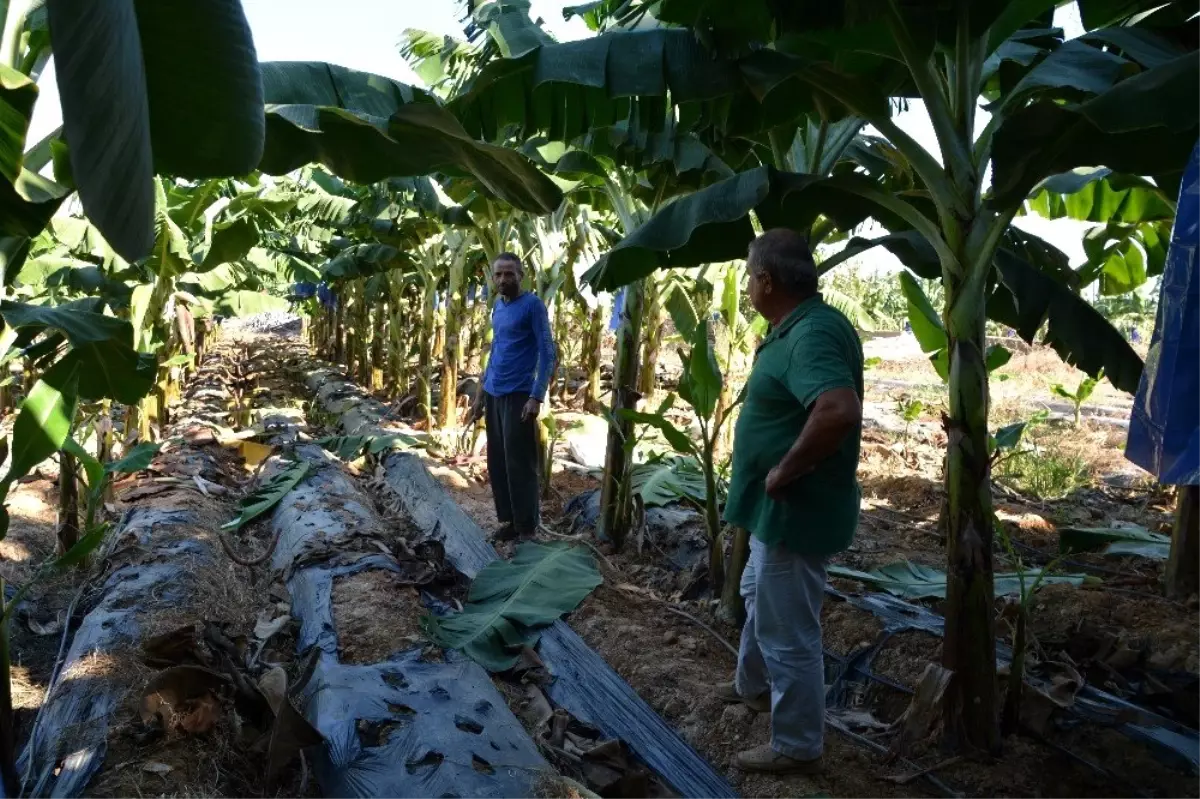 Açık alanda muz üretimi artıyor