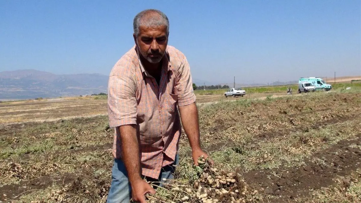 Gaziantep'te yer fıstığı hasadı başladı