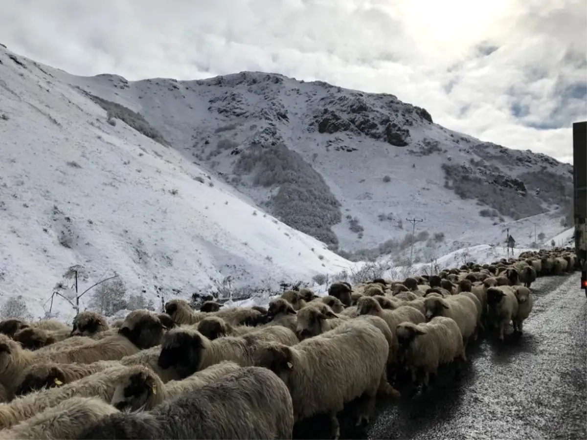 Kar altında koyunların dönüşü başladı