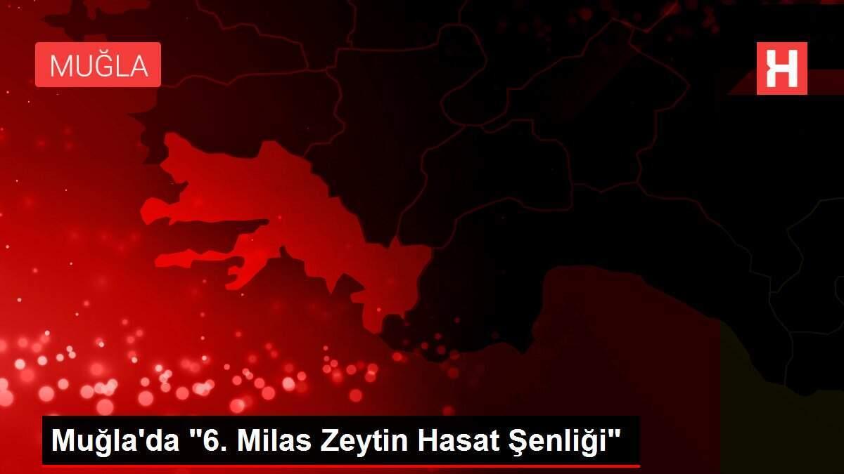 Muğla'da '6. Milas Zeytin Hasat Şenliği'