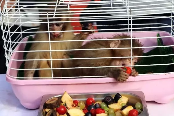 Sınırda yakalanan maymunlara 'Fıstık' ve 'Zeytin' ismi verildi
