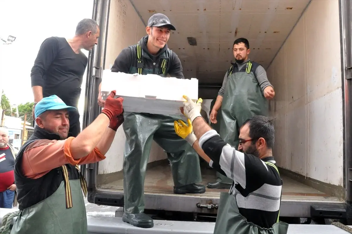 Batı Karadeniz'de hamsi bolluğu yüzleri güldürdü