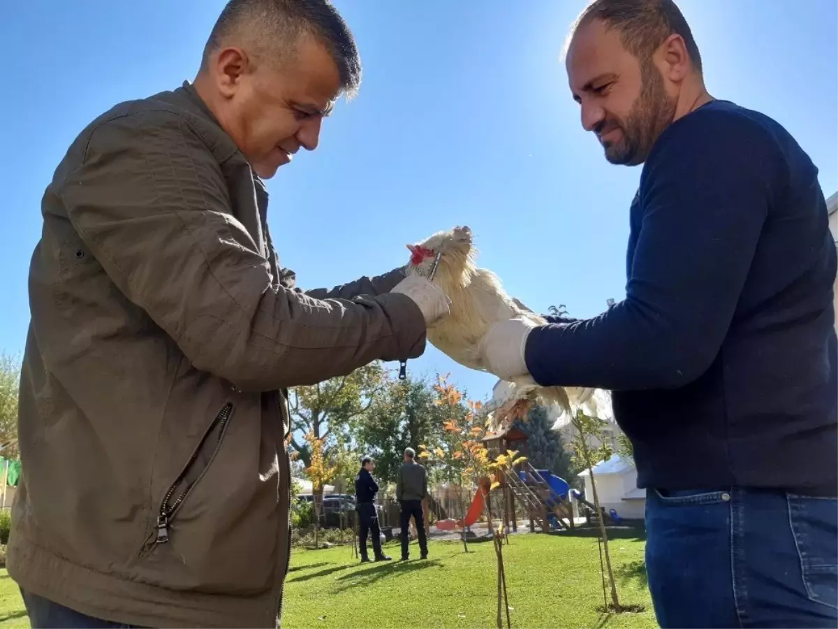 Hakkari'de evcil hayvanlar sağlık kontrolünden geçirildi