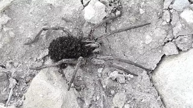 Üzerinde yüzlerce yavrusunu taşıyor Üzerinde yüzlerce yavrusunu taşıyor