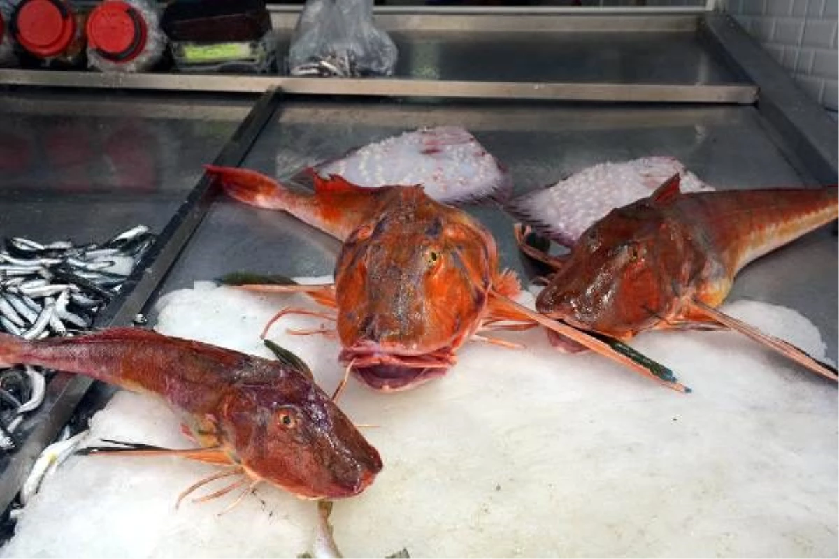 5 kiloluk kırlangıç balığı, 500 TL�ye satılıyor Haberler