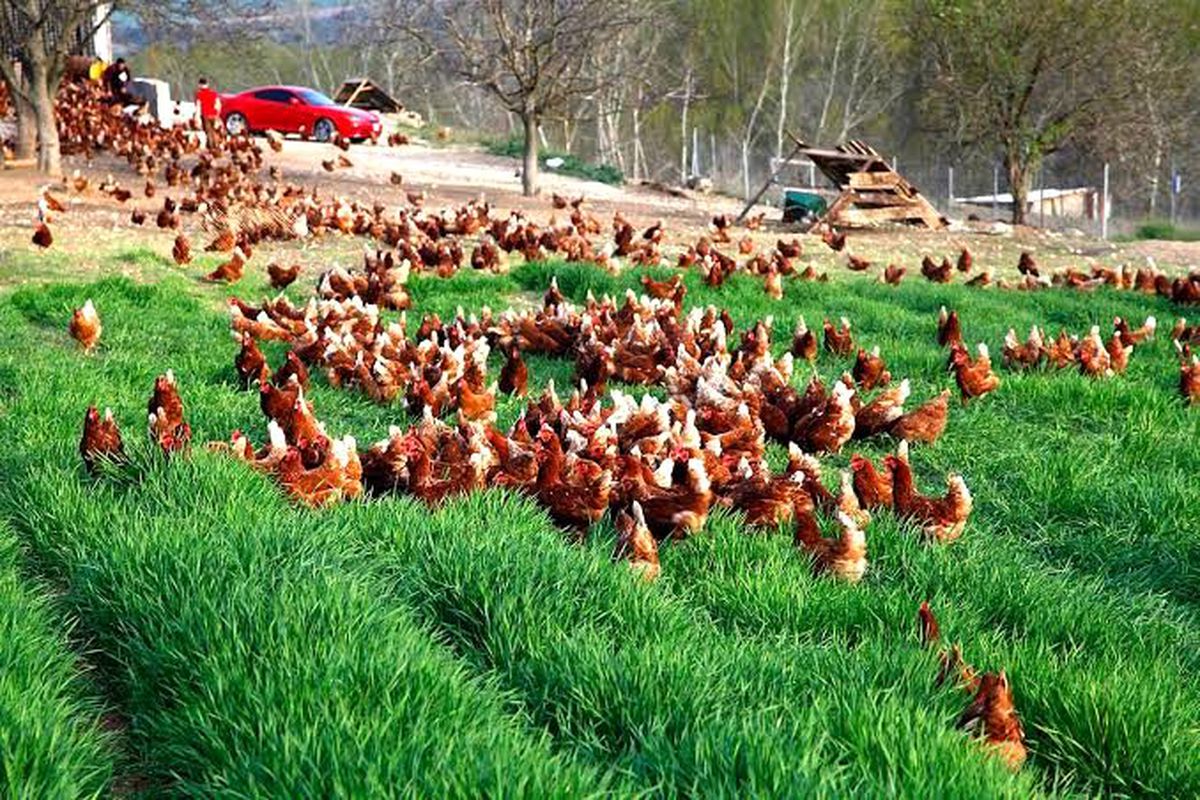Açık artırmada 20 dolara 18 tavuk alacağını düşünürken 1000 tavuk aldı