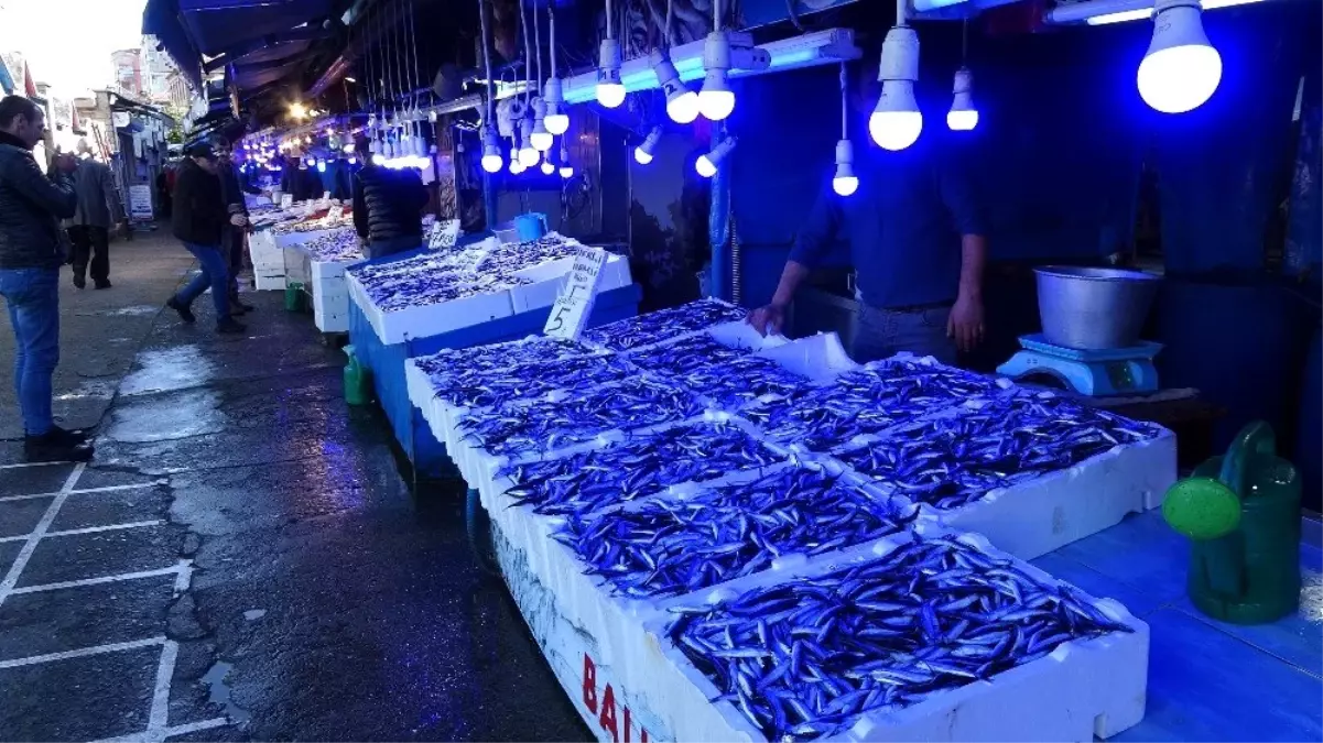 Hamsi avındaki bereket ihracat rakamlarına yansıdı