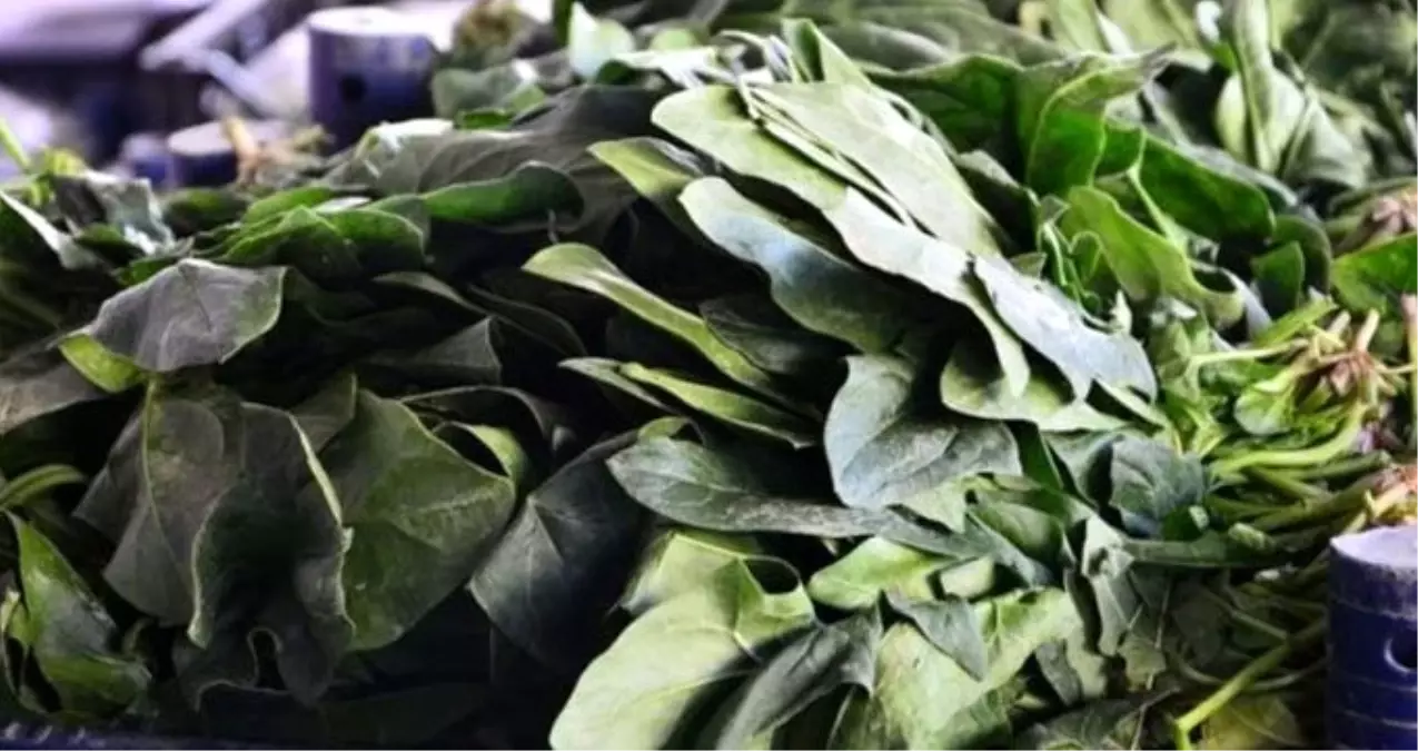 İstanbul Tarım ve Orman Müdürü Karaca'dan 'ıspanak' açıklaması: Ispanakta sağlığa aykırı hiçbir şey bulunmadı