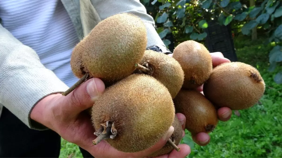 Ordu'da geleneksel 'Kivi Hasat Şenliği'