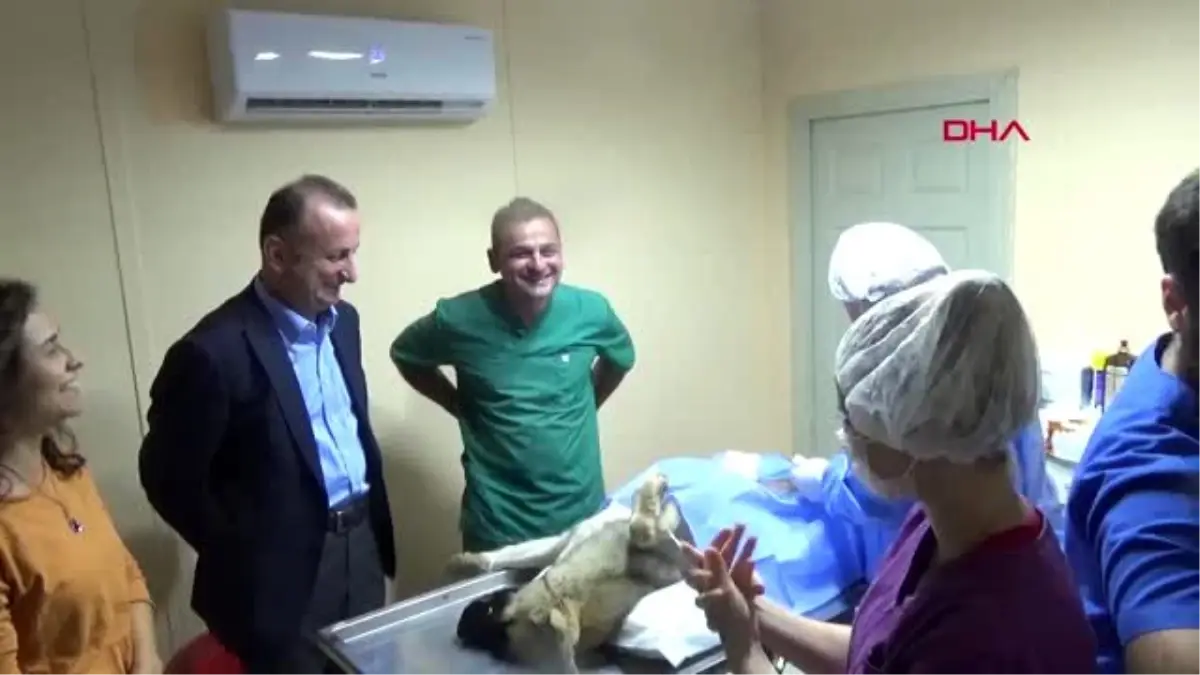 Sinop-avrupalı veteriner adayları, sokak hayvanları için seferber