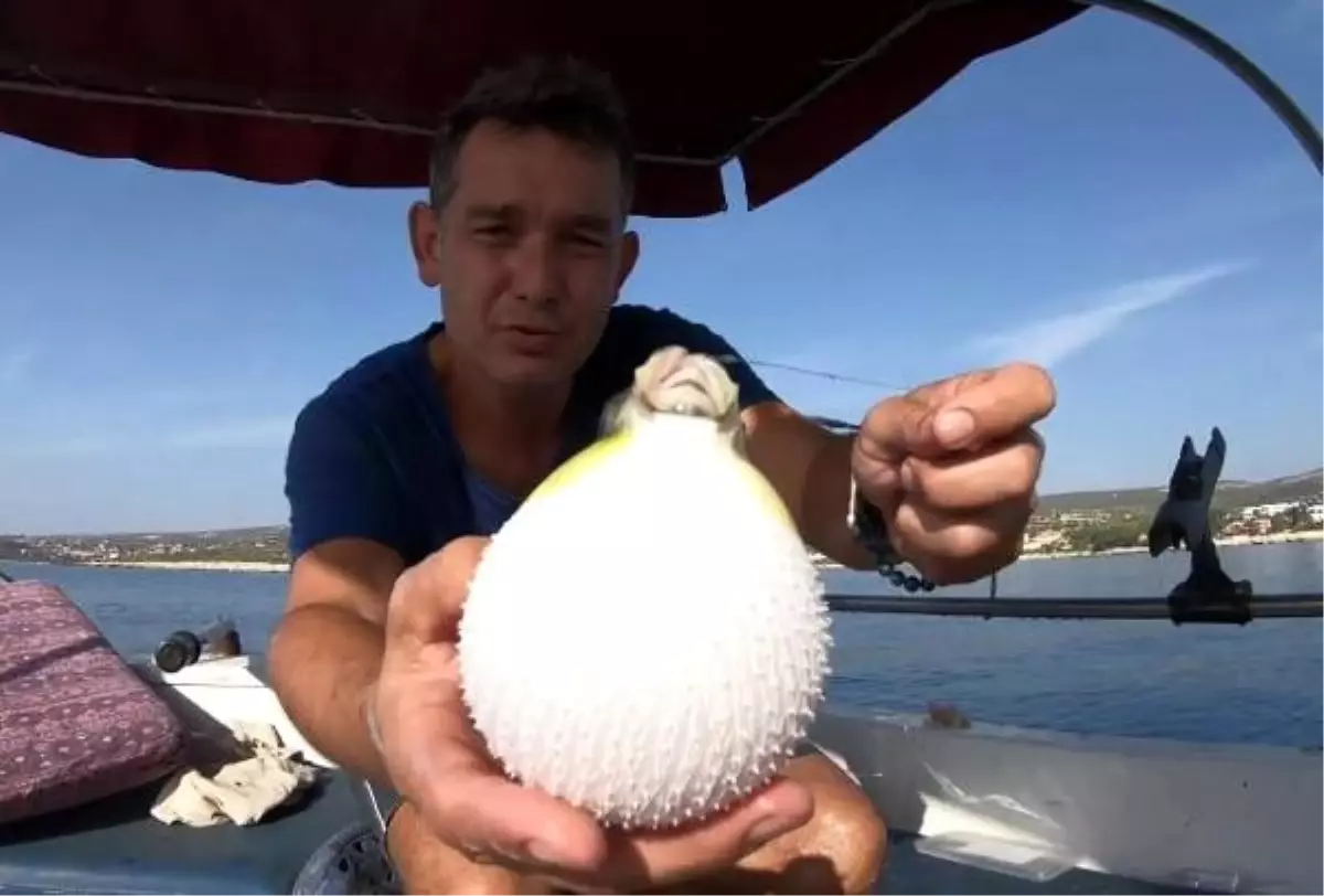 Uzmanından 'balon balığı' uyarısı