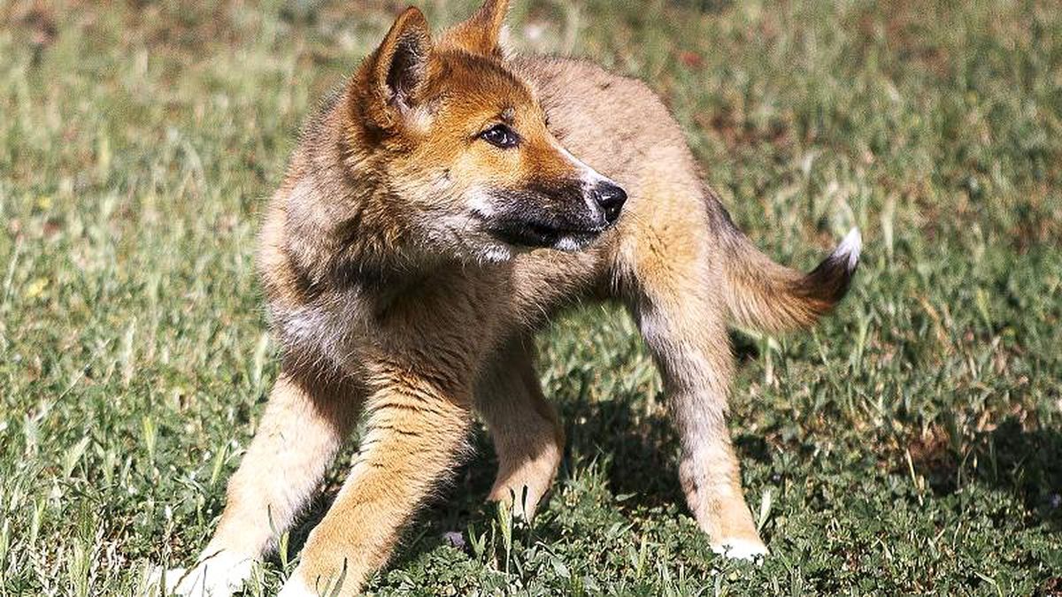 Avustralya'da ilginç olay: Gökten düştü, köpek zannedildi, dingo olduğu anlaşıldı