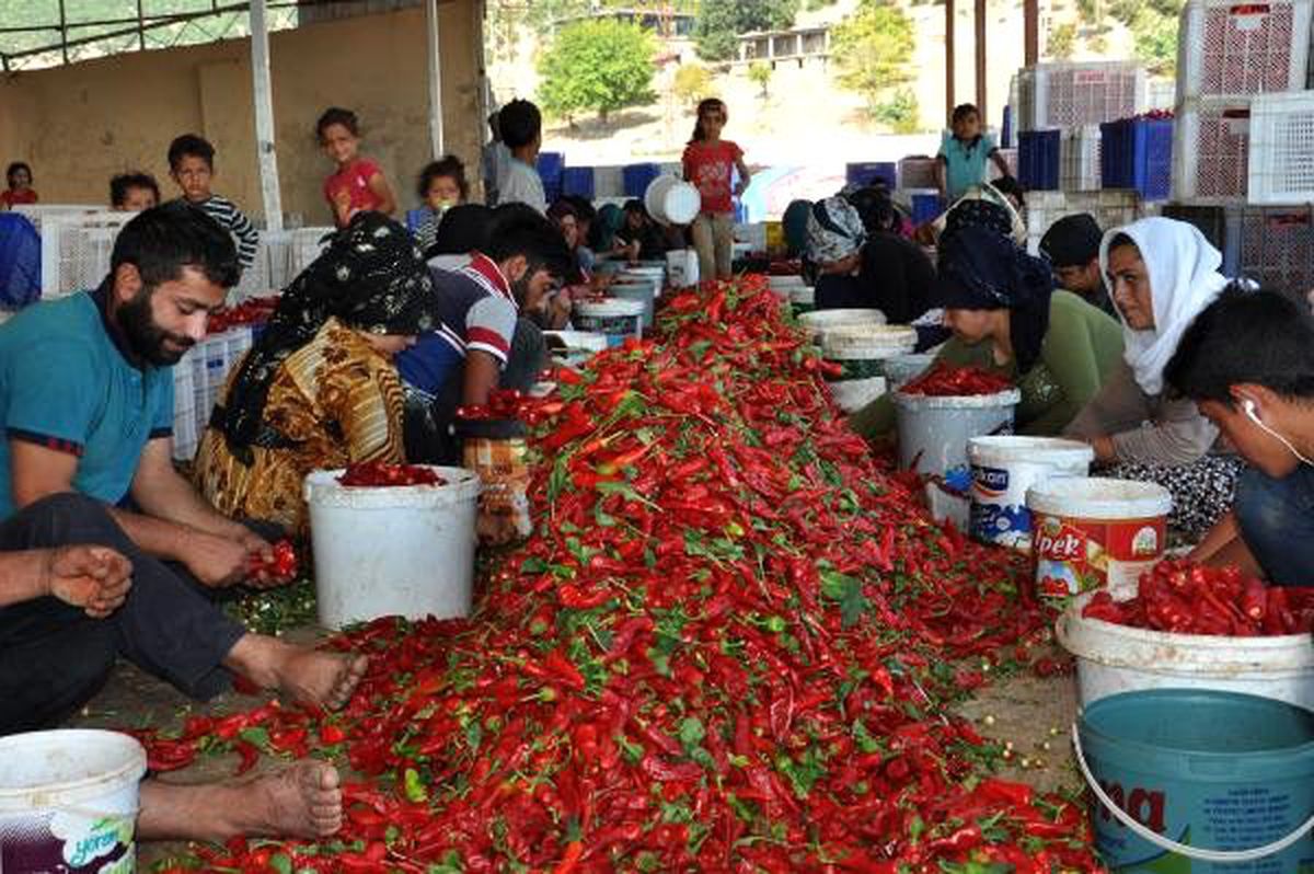 Gaziantep'te 15 bin Suriyeli, tarım işçiliğinden kazanç elde ediyor