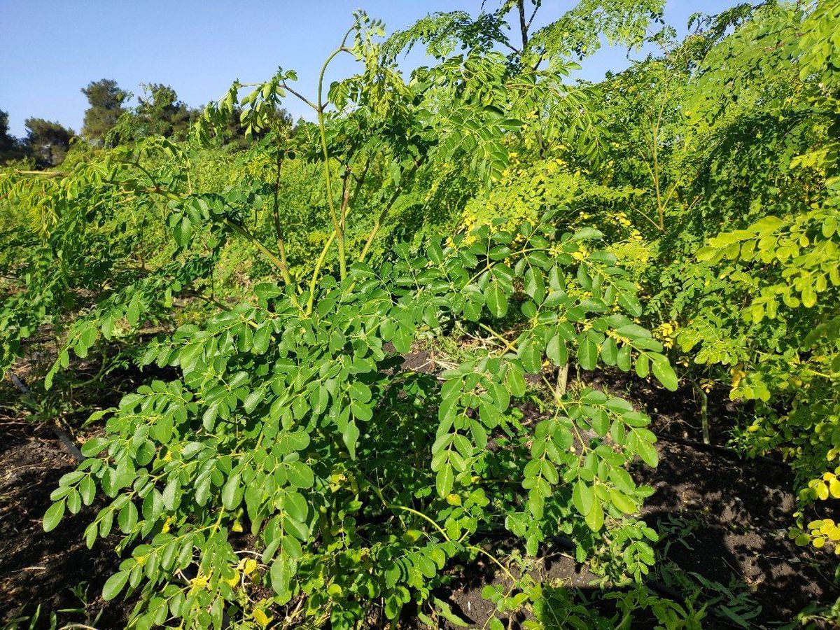 Her derde devam 'moringa' bitkisinin hasadına başlandı