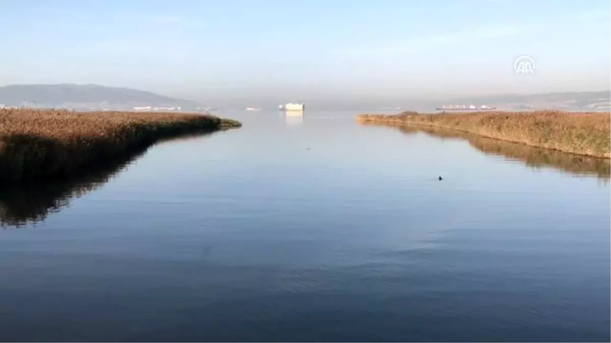 İzmit Körfezi'nin sevimli misafirleri yunuslar