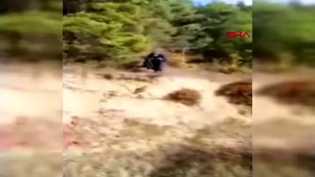 Jandarmanın yaralı bulduğu doğana tedavi Jandarmanın yaralı bulduğu doğana tedavi