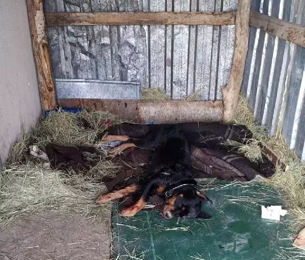 Kümesine giren komşusunun köpeğini vurdu Kümesine giren komşusunun köpeğini vurdu