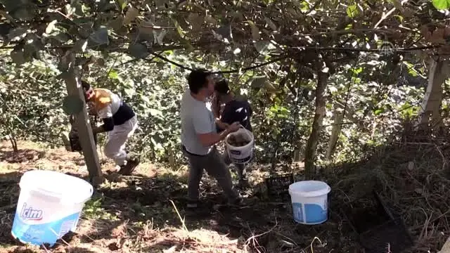 Ordu'da kivi hasadına başlandı Ordu'da kivi hasadına başlandı