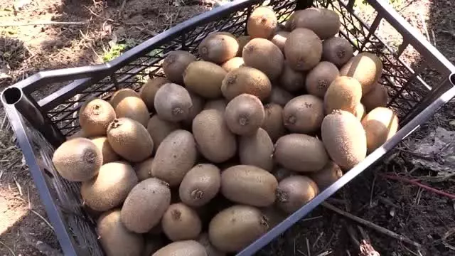 Ordu'da kivi hasadına başlandı Ordu'da kivi hasadına başlandı