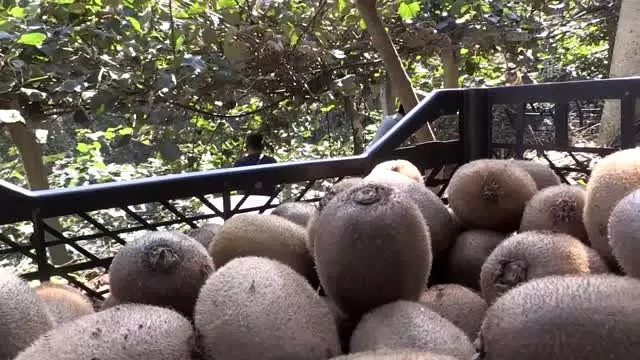 Ordu'da kivi hasadına başlandı Ordu'da kivi hasadına başlandı