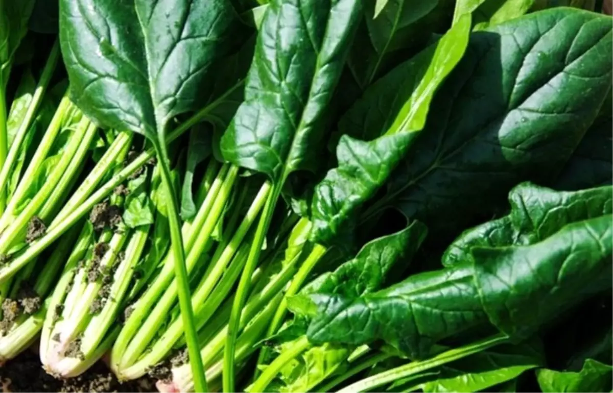 Bayraktar'dan ıspanak açıklaması: Binlerce üreticimiz malını satamıyor