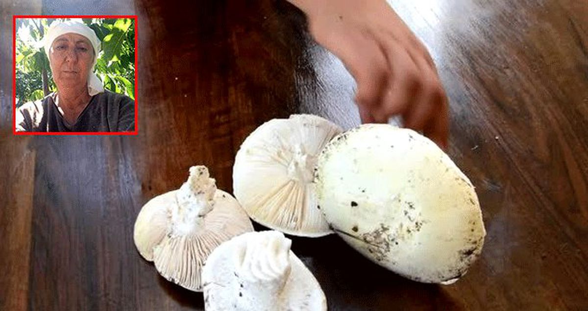 Dünyanın en zehirli mantarını yemişler! Kızı öldü, anne yaşam savaşı veriyor