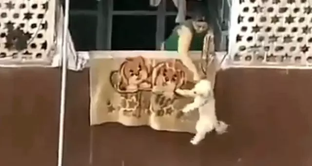 Köpeğe işkence yapan kadına tepkiler çığ gibi büyüdü!