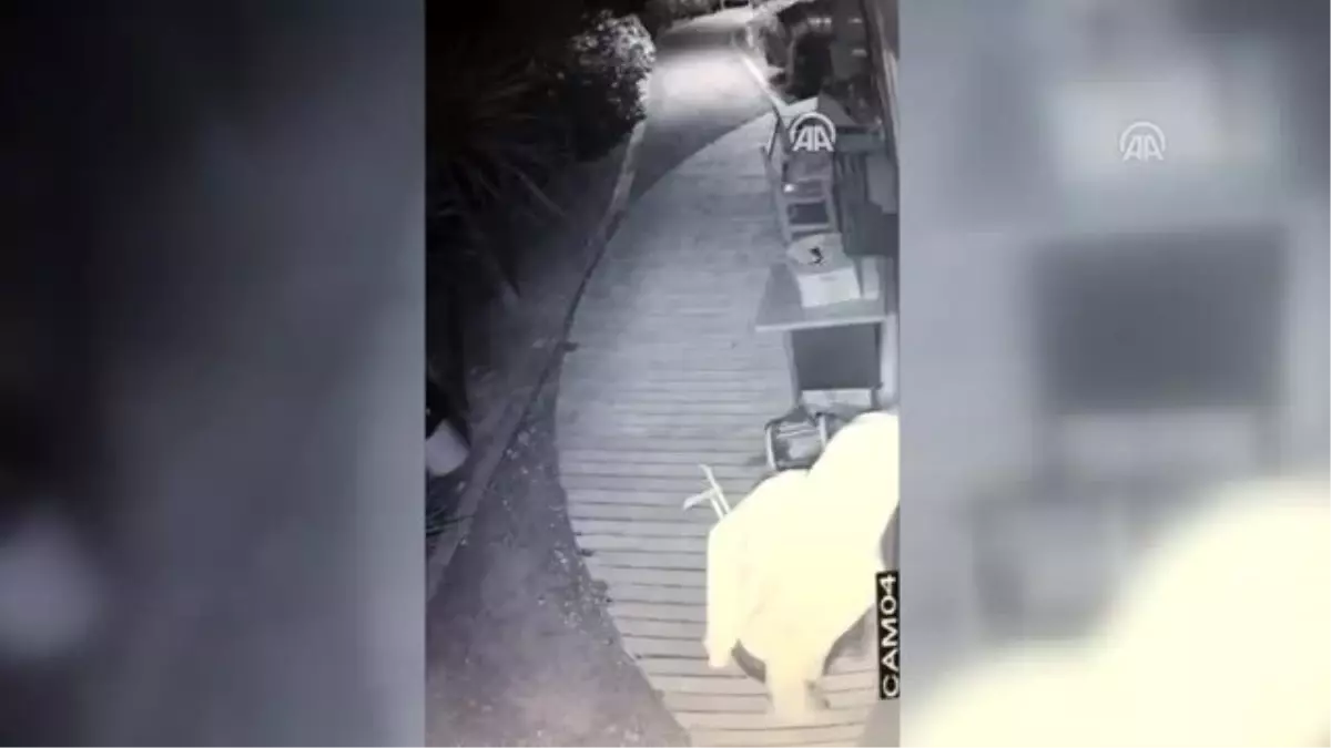 Suçüstü yakalanan hırsızlık zanlısı tutuklandı