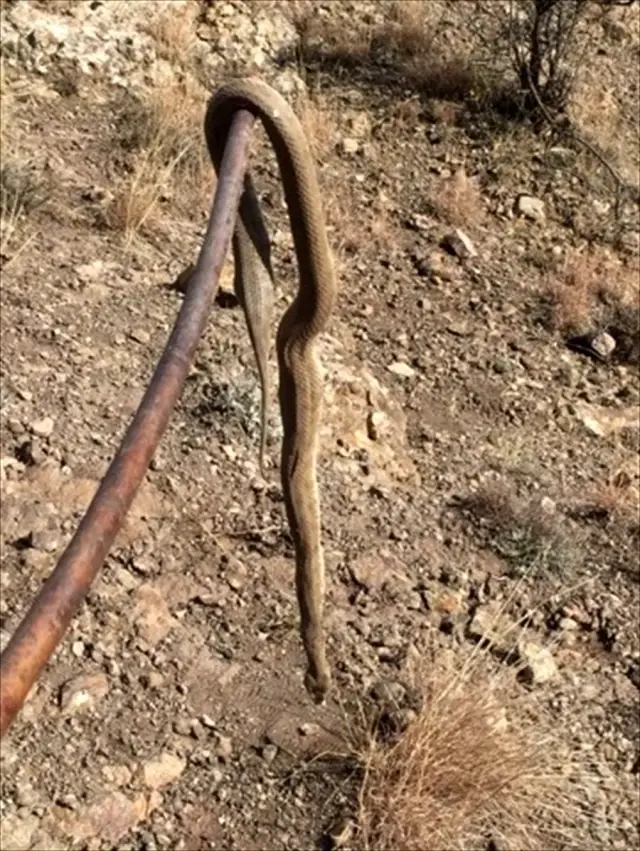 Sürüye saldıran Hopa engereğini öldürdü ile ilgili görsel sonucu