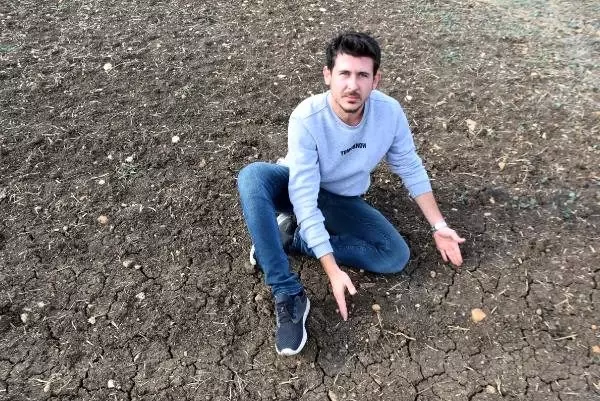 Trakya'nın yeni 'sarı altın çiçeği' kanolayı kuraklık vurdu Trakya'nın yeni 'sarı altın çiçeği' kanolayı kuraklık vurdu