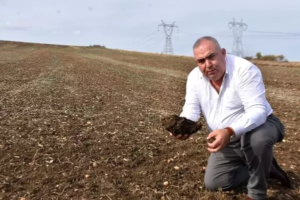 Trakya'nın yeni 'sarı altın çiçeği' kanolayı kuraklık vurdu Trakya'nın yeni 'sarı altın çiçeği' kanolayı kuraklık vurdu