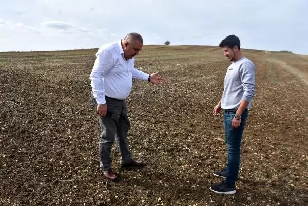Trakya'nın yeni 'sarı altın çiçeği' kanolayı kuraklık vurdu Trakya'nın yeni 'sarı altın çiçeği' kanolayı kuraklık vurdu