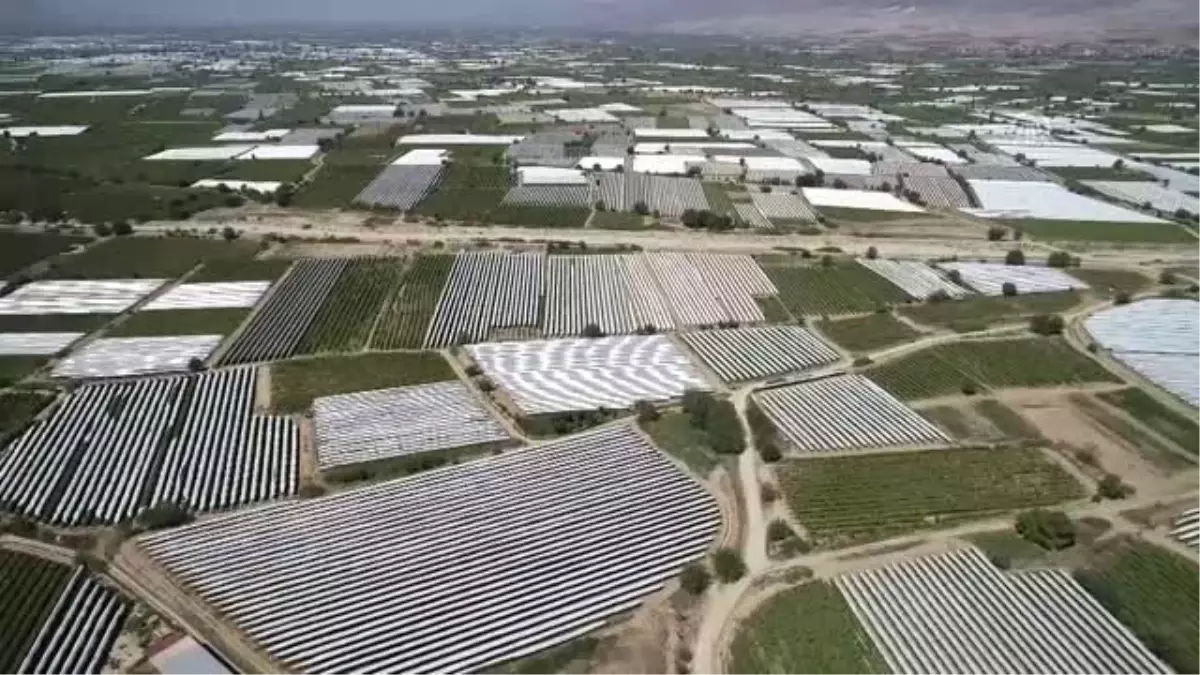 Türkiye'den 56 ülkeye 120 milyon dolarlık üzüm ihracatı