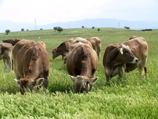 Veteriner Odası Başkanı Arslan'dan suni tohumlama uyarısı