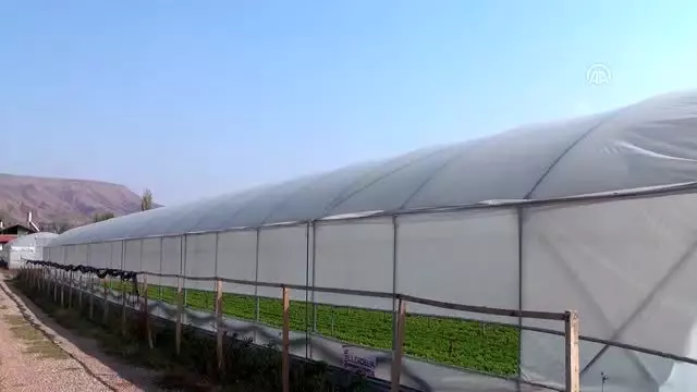 Aksaray modern seracılıkta markalaşmak istiyor Aksaray modern seracılıkta markalaşmak istiyor