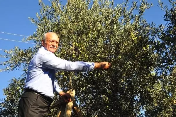 Bayraktar: Zeytincilikte hedefimiz dünya ikincisi olmak Bayraktar: Zeytincilikte hedefimiz dünya ikincisi olmak