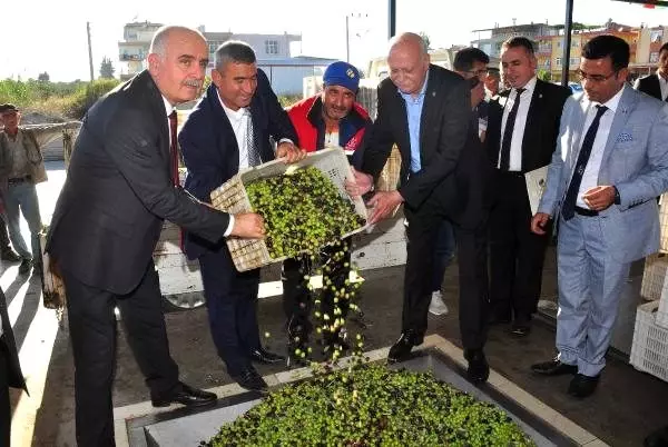 Bayraktar: Zeytincilikte hedefimiz dünya ikincisi olmak