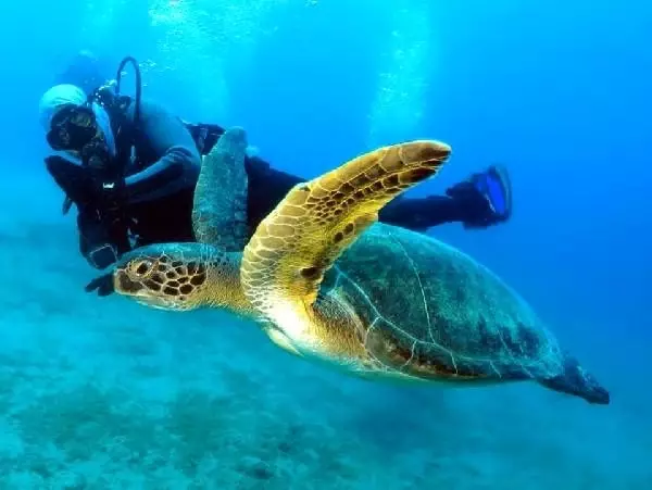 Dalgıçlar ölü caretta caretta görüntüledi Dalgıçlar ölü caretta caretta görüntüledi