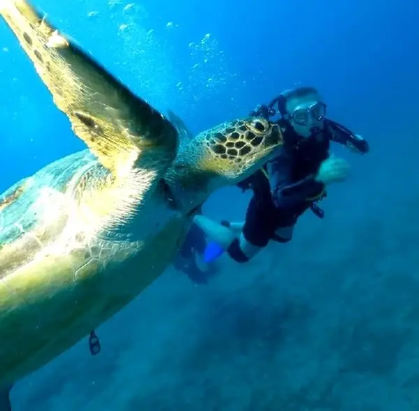 Dalgıçlar ölü caretta caretta görüntüledi Dalgıçlar ölü caretta caretta görüntüledi