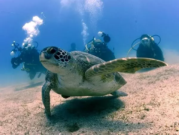 Dalgıçlar ölü caretta caretta görüntüledi Dalgıçlar ölü caretta caretta görüntüledi