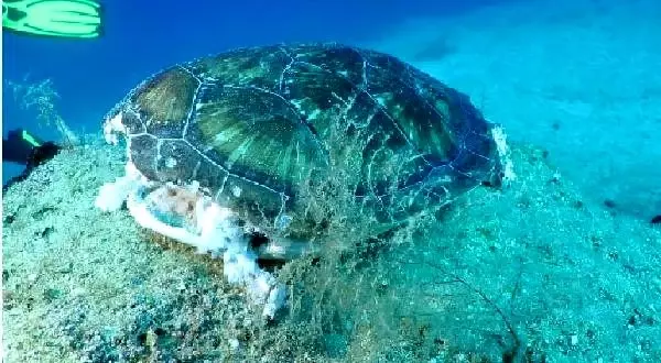 Dalgıçlar ölü caretta caretta görüntüledi Dalgıçlar ölü caretta caretta görüntüledi