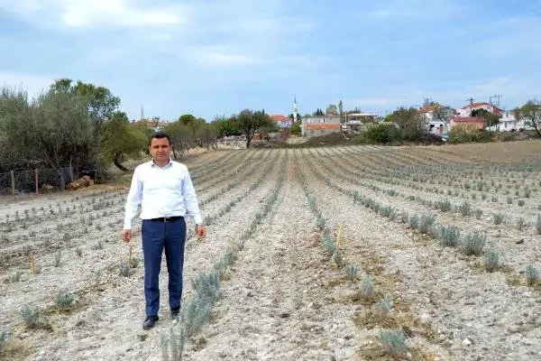Gelibolu Yarımadası'nda 'Lavanta Tarla Günü' etkinliği