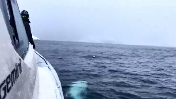 Güney Afrikalı denizciler, beyaz balinayla 'rugby' oynadı Güney Afrikalı denizciler, beyaz balinayla 'rugby' oynadı