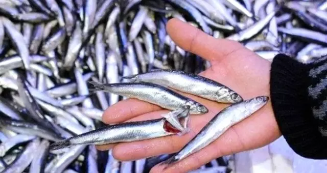 Hamsi fiyatı Karadeniz'de 7 TL'ye düştü Hamsi fiyatı Karadeniz'de 7 TL'ye düştü