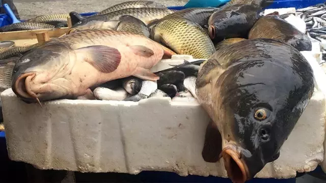 Hamzadere'den gelen derya kuzuları ilgi odağı oldu Hamzadere'den gelen derya kuzuları ilgi odağı oldu